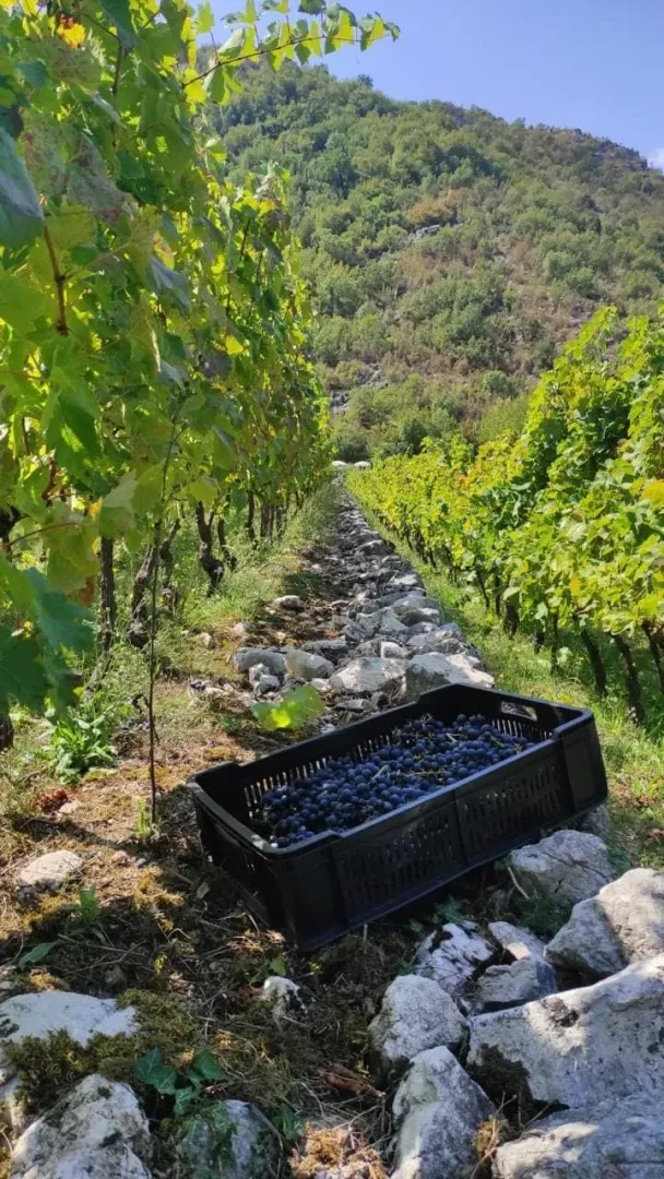 Pogled na vinograd sa gajbom grožđa na zemlji.