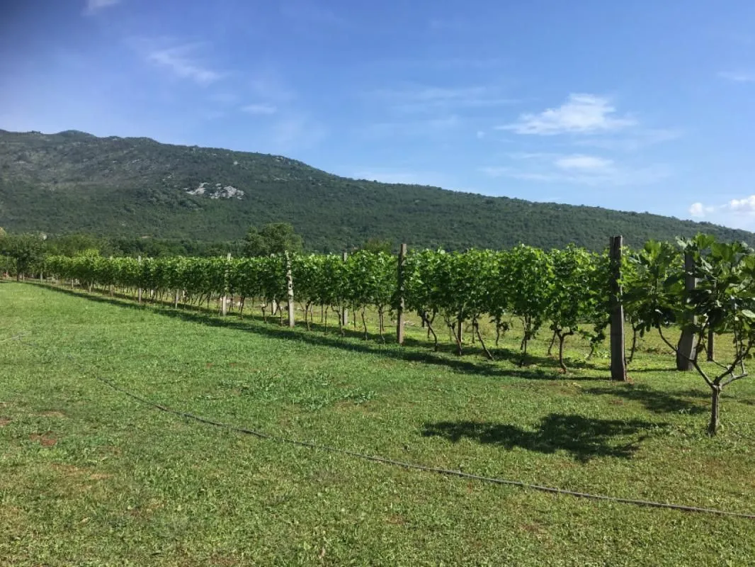 Pogled na prostrani vinograd u sklopu imanja sa planinskim pejzažom u pozadini.