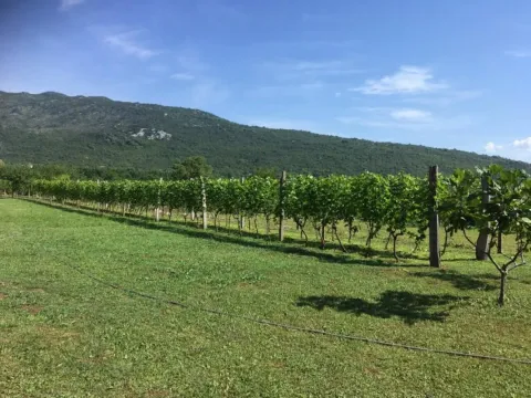 Pogled na prostrani vinograd u sklopu imanja sa planinskim pejzažom u pozadini. - image 5