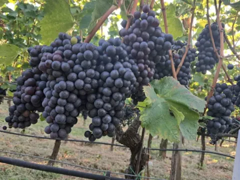 Sale, house, 300m², Zagorak, Danilovgrad - image 3