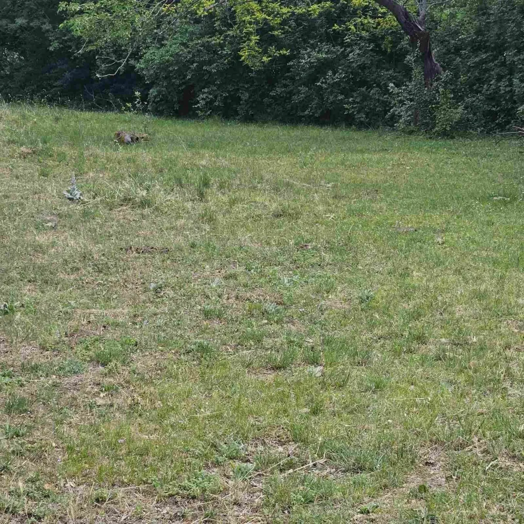 Travnati plac okružen drvećem.