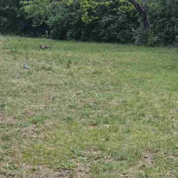 Travnati plac okružen drvećem. - image 6