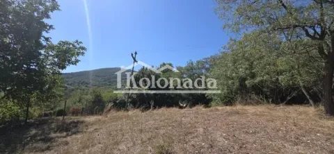 Pogled na zemljište sa drvećem i rastinjem u prizemlju. - image 2