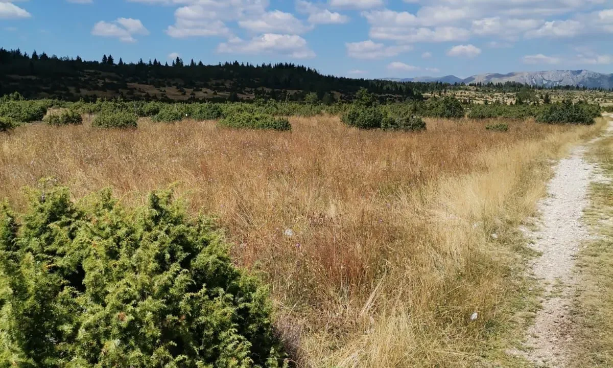 Prodaja, plac, 36000m², Žabljak, Crna Gora