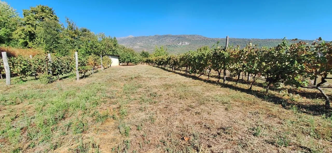 Pogled na vinograd sa redovima loze i planinama u pozadini.