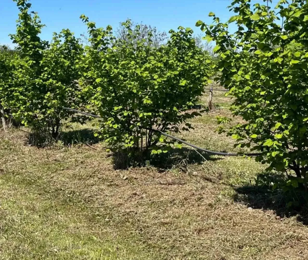 Prodaja, plac, 5000m², Vladimirci, Srbija