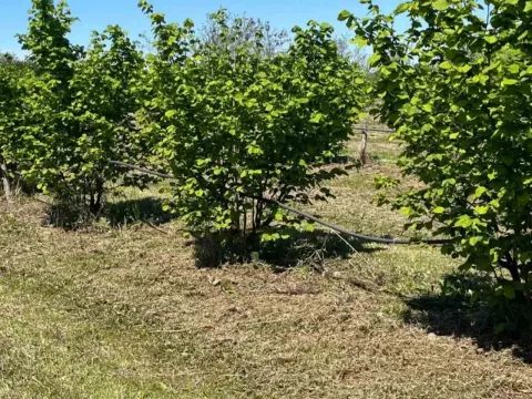 Prodaja, plac, 5000m², Vladimirci, Srbija - image 11