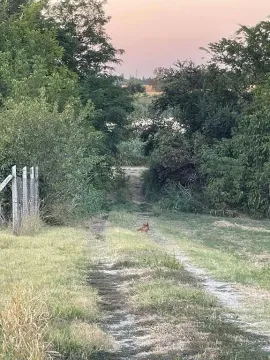 Zelenilo i travnata staza na placu okruženom drvećem. - image 8
