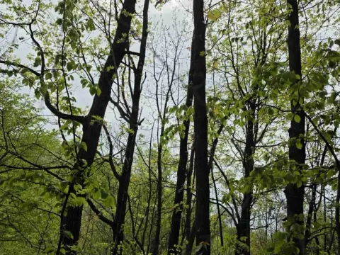 Prodaja, plac, 12800m², Bukovik, Arandjelovac - image 13