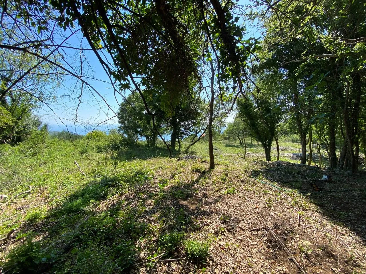 Prodaja, plac, 1803m², Kuljače, Budva
