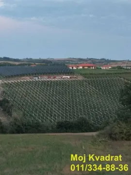Pogled na veliki vinograd i kuće u daljini. - image 4