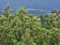 Prodaja, plac, 40000m², Žabljak, Crna Gora - image 5