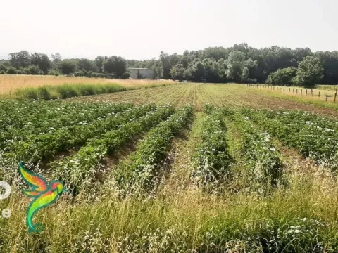 Prodaja, plac, Danilovgrad, Crna Gora - image 2