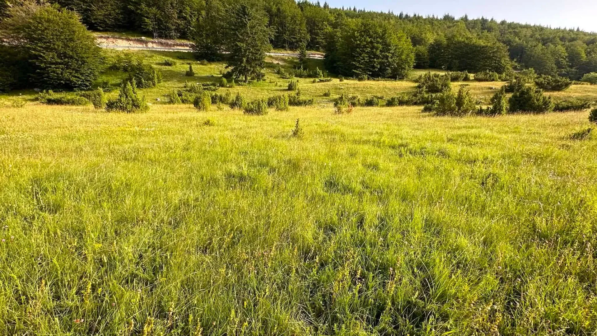 Prodaja, plac, 2500m², Motički gaj, Žabljak