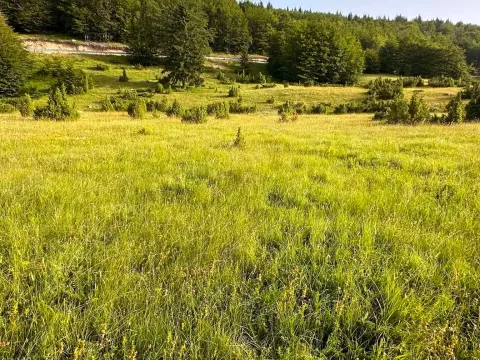 Prodaja, plac, 2500m², Motički gaj, Žabljak - image 5