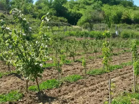 Zemljište sa zasađenim mladim voćkama. - image 5