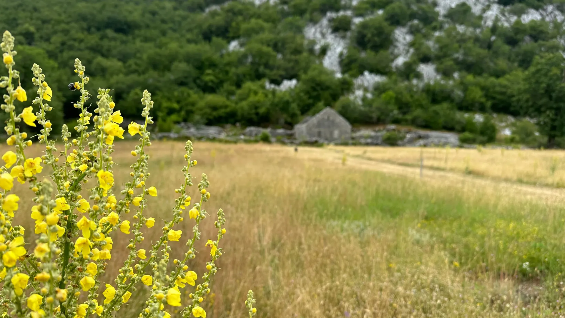 Prodaja, plac, 12000m², Grahovo, Nikšić