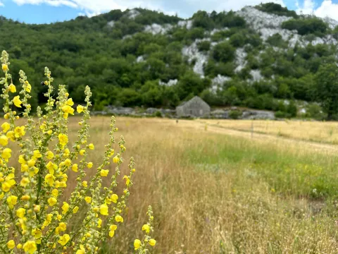 Prodaja, plac, 12000m², Grahovo, Nikšić - image 3