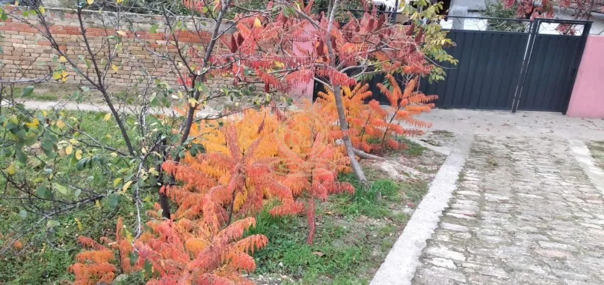 Prodaja, kuća, 70m², Bečej, Novi Sad