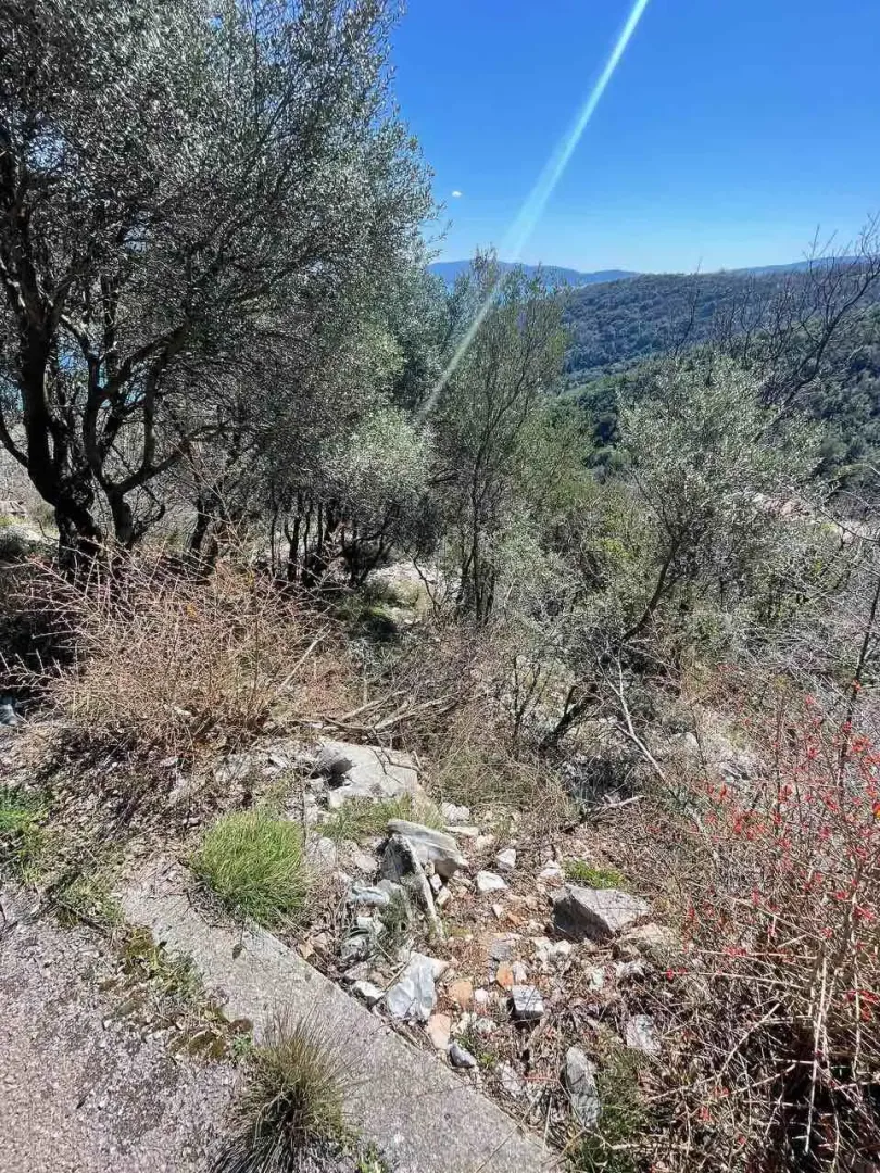 Pogled na prirodno okruženje sa drvećem i zelenilom.
