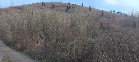 Pogled na zemljište sa grmljem i stazom u prirodi. - image 5