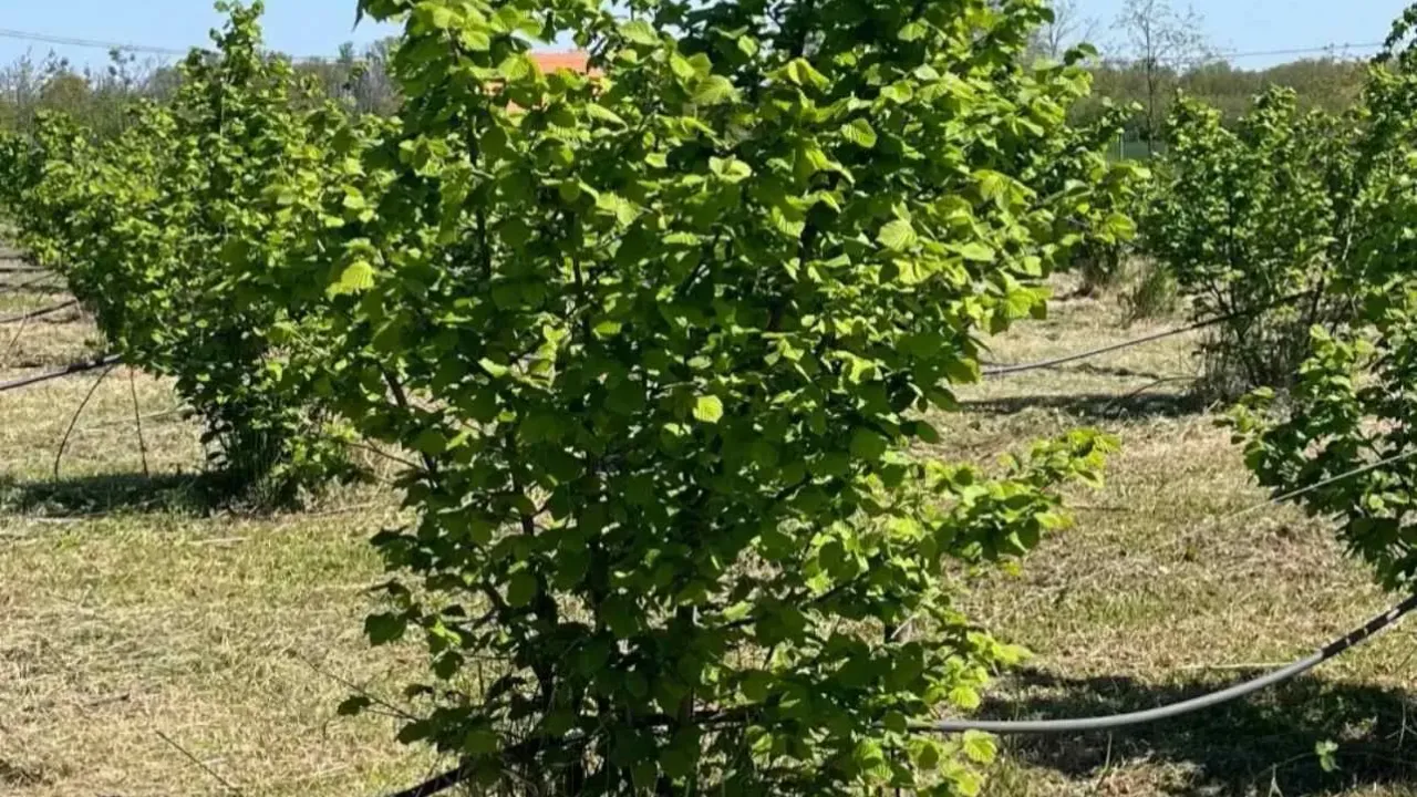 Sale, land lot, 5000m², Vladimirci, Srbija