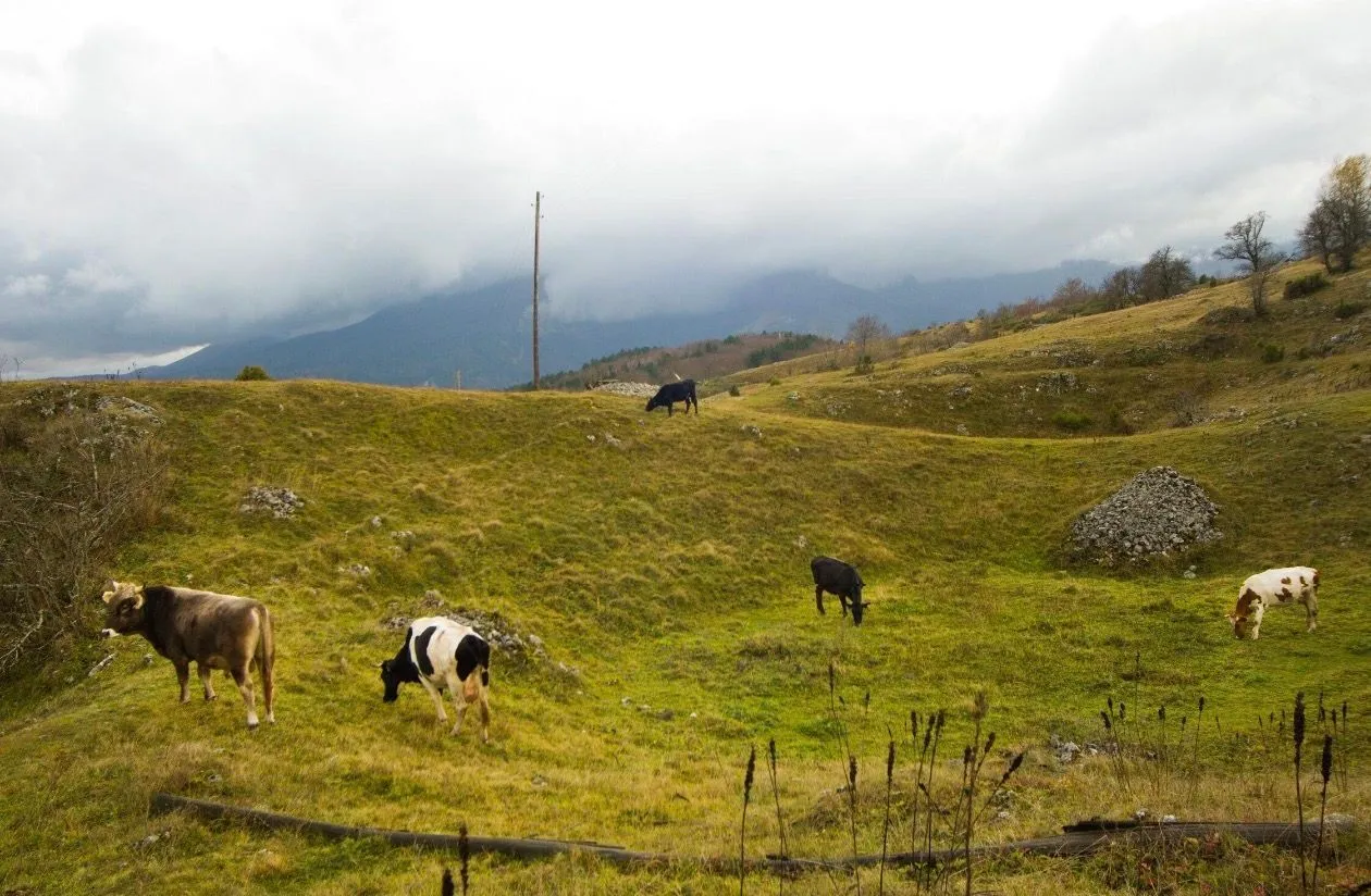 Prodaja, plac, 82000m², Dobrilovina, Mojkovac