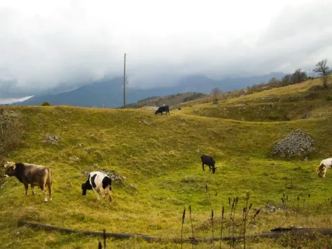 Sale, land lot, 82000m², Dobrilovina, Mojkovac - image 3
