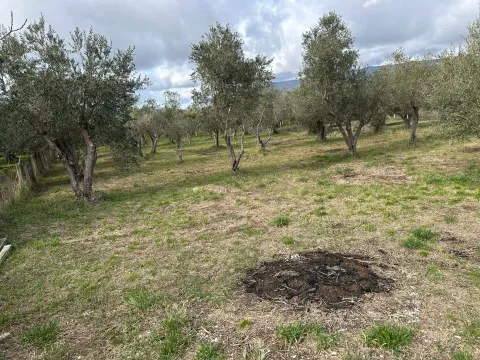 Sale, land lot, 1000m², Ulcinjsko Polje, Ulcinj - image 2