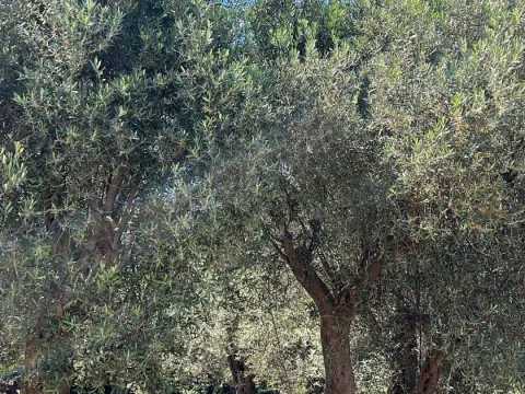 Prodaja, plac, 1996m², Centar, Ulcinj - image 2