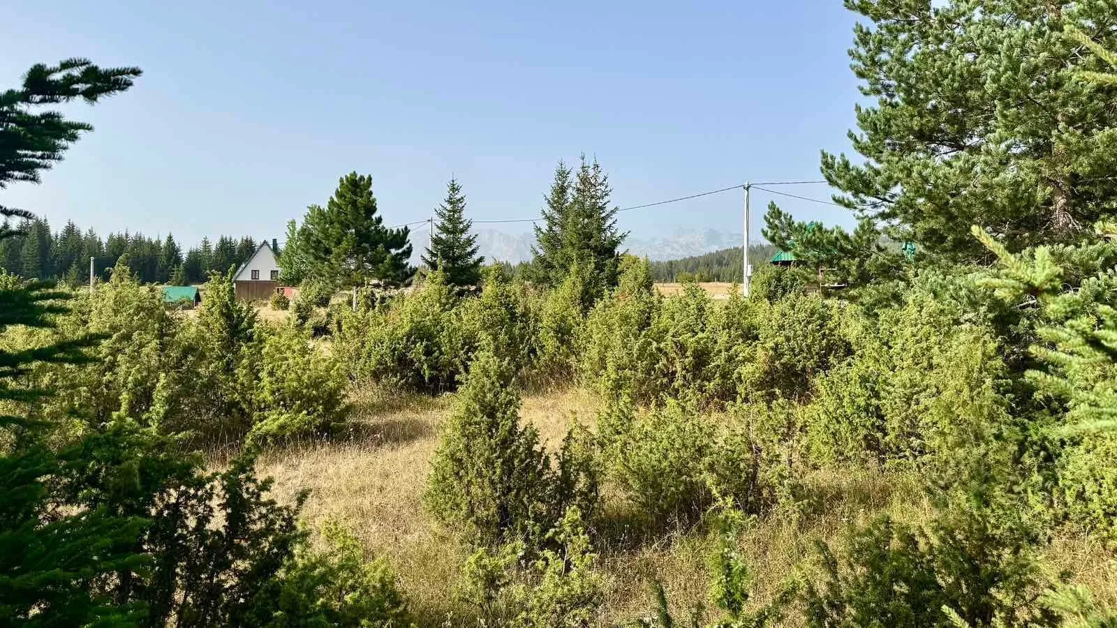 Pogled na prirodno okruženje sa rastinjem i četinarima oko imanja.