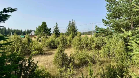 Pogled na prirodno okruženje sa rastinjem i četinarima oko imanja. - image 9