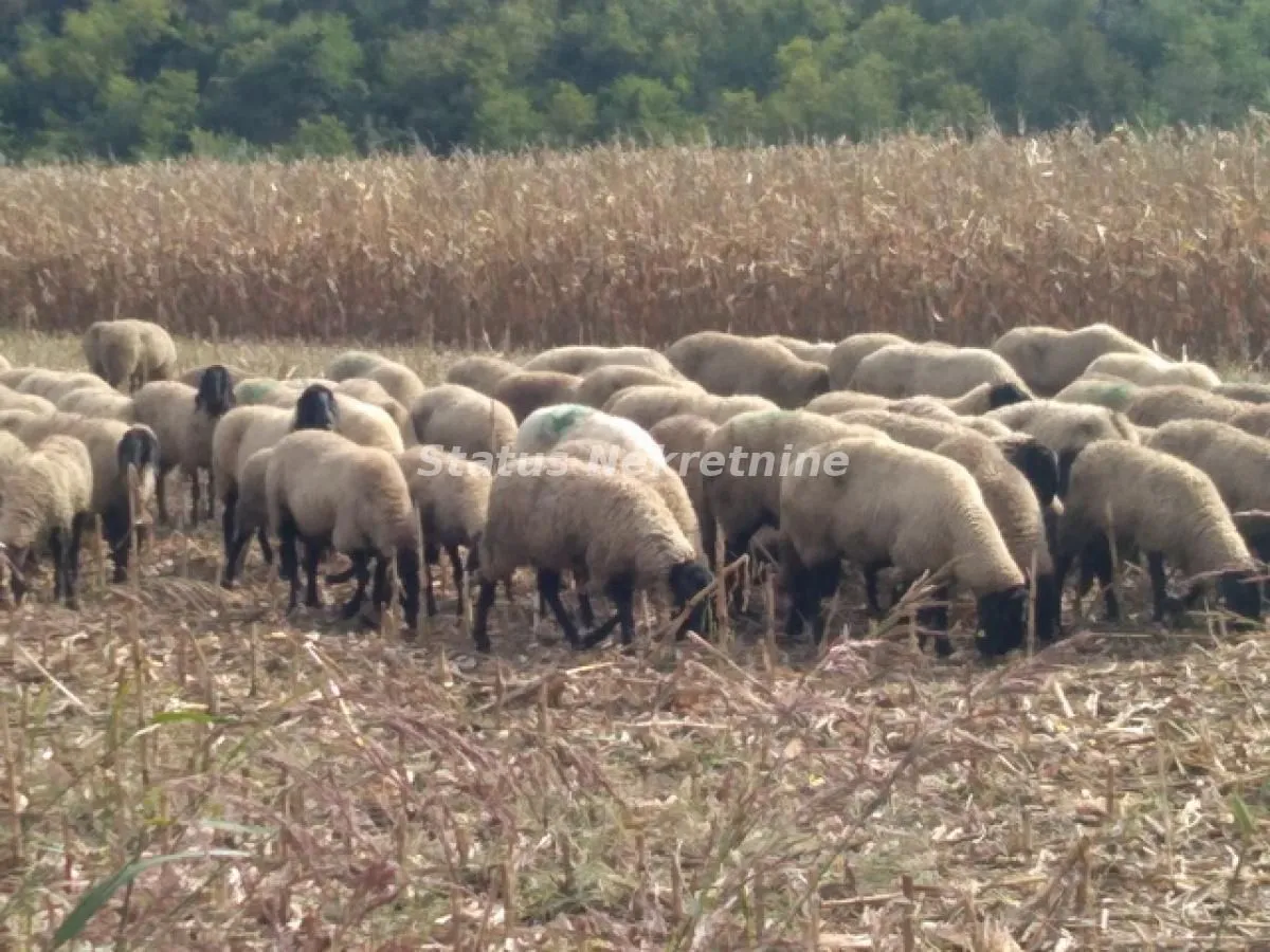 Prodaja, plac, 13011m², Beočin, Srbija