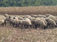 Prodaja, plac, 130m², Beočin, Srbija - image 6