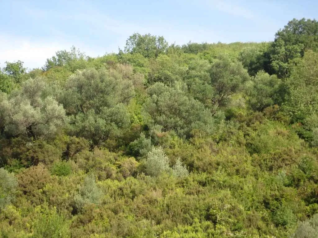 Pogled na zeleni plac sa drvećem i rastinjem.