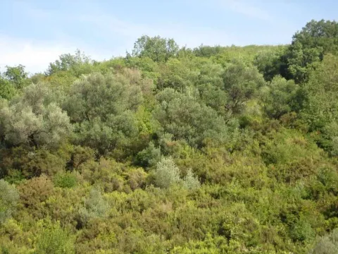 Pogled na zeleni plac sa drvećem i rastinjem. - image 2