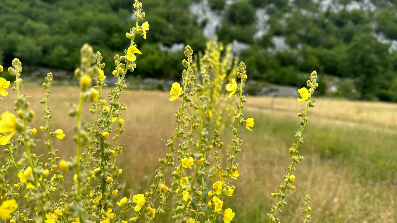 Prodaja, plac, 1000m², Grahovo, Nikšić