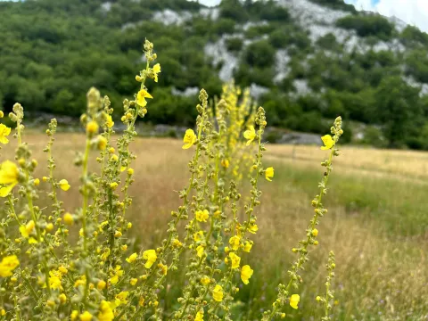 Zemljište in Grahovo