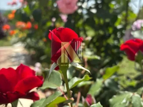 Prodaja, kuća, 130m², Sremska Mitrovica, Srbija - image 8