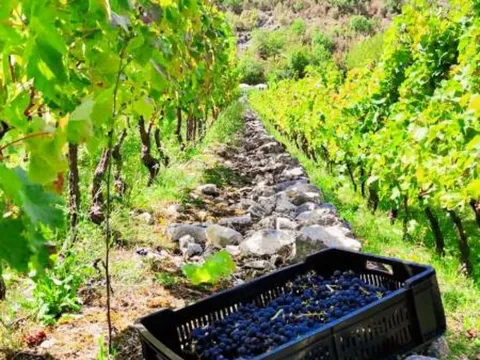 Sale, house, 170m², Crmnica, Bar