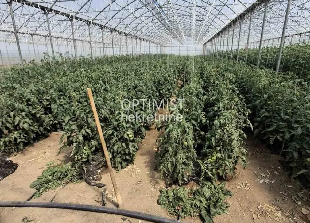 Sale, land lot, 15000m², Belegiš, Stara Pazova