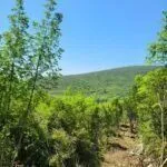 Sale, land lot, 7348m², Kovači, Kotor - image 4