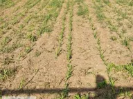 Prodaja, plac, 10m², Zvečka, Obrenovac - image 4