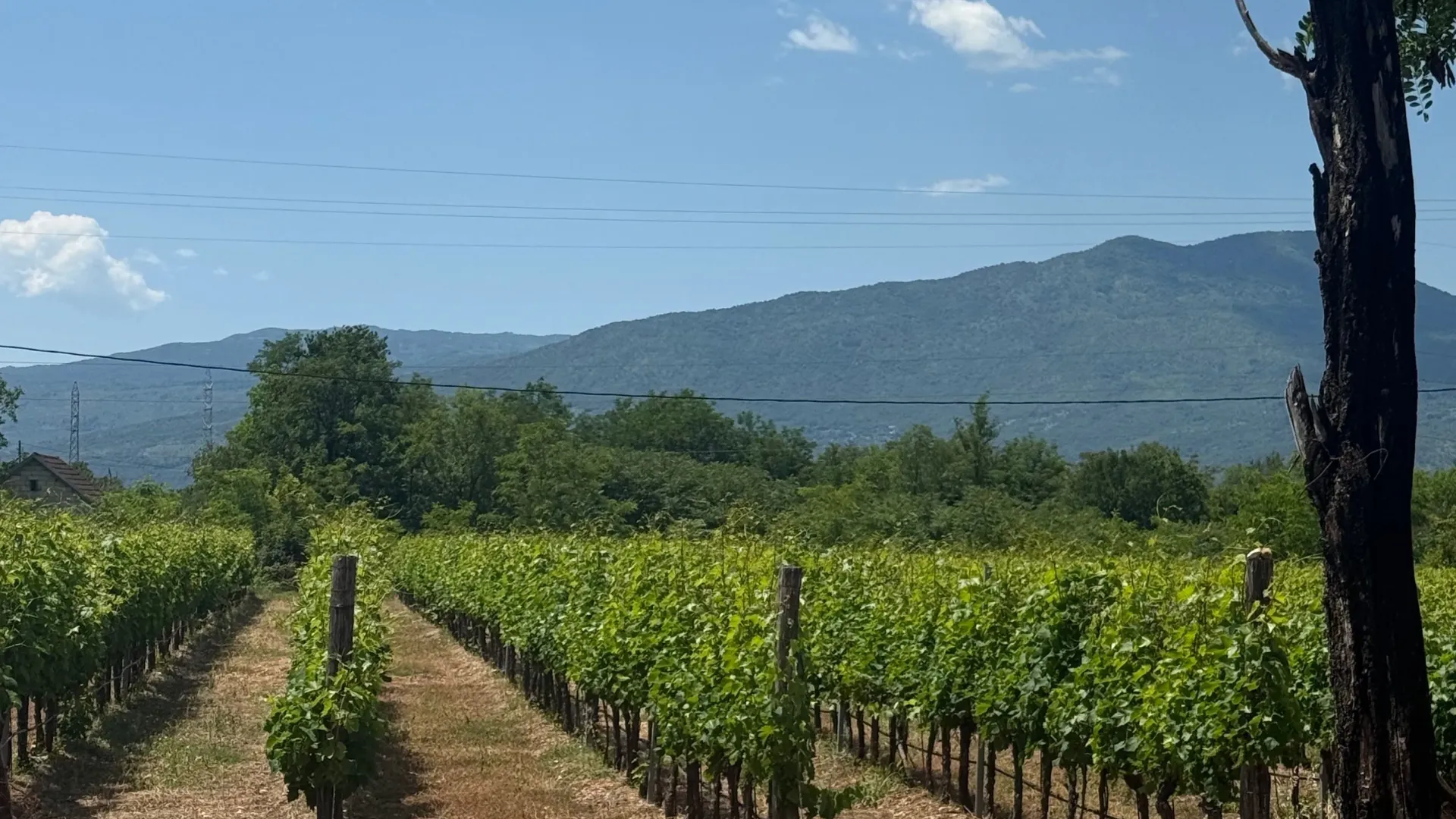 Prodaja, plac, 8924m², Jelenak, Danilovgrad