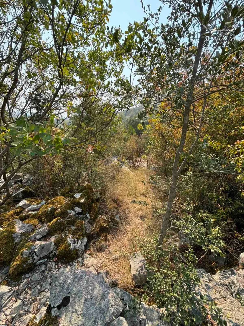 Pogled na prirodno okruženje sa drvećem i rastinjem na placu.