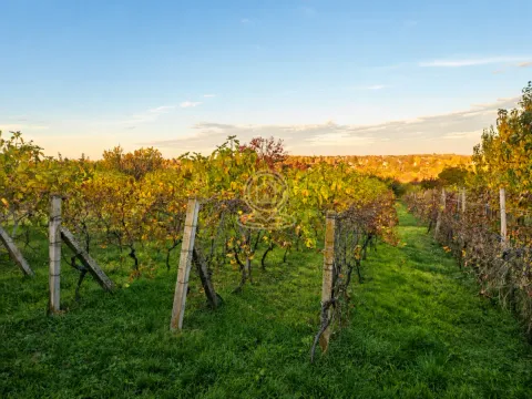Pogled na vinograd sa stubovima i zelenom travom. - image 11