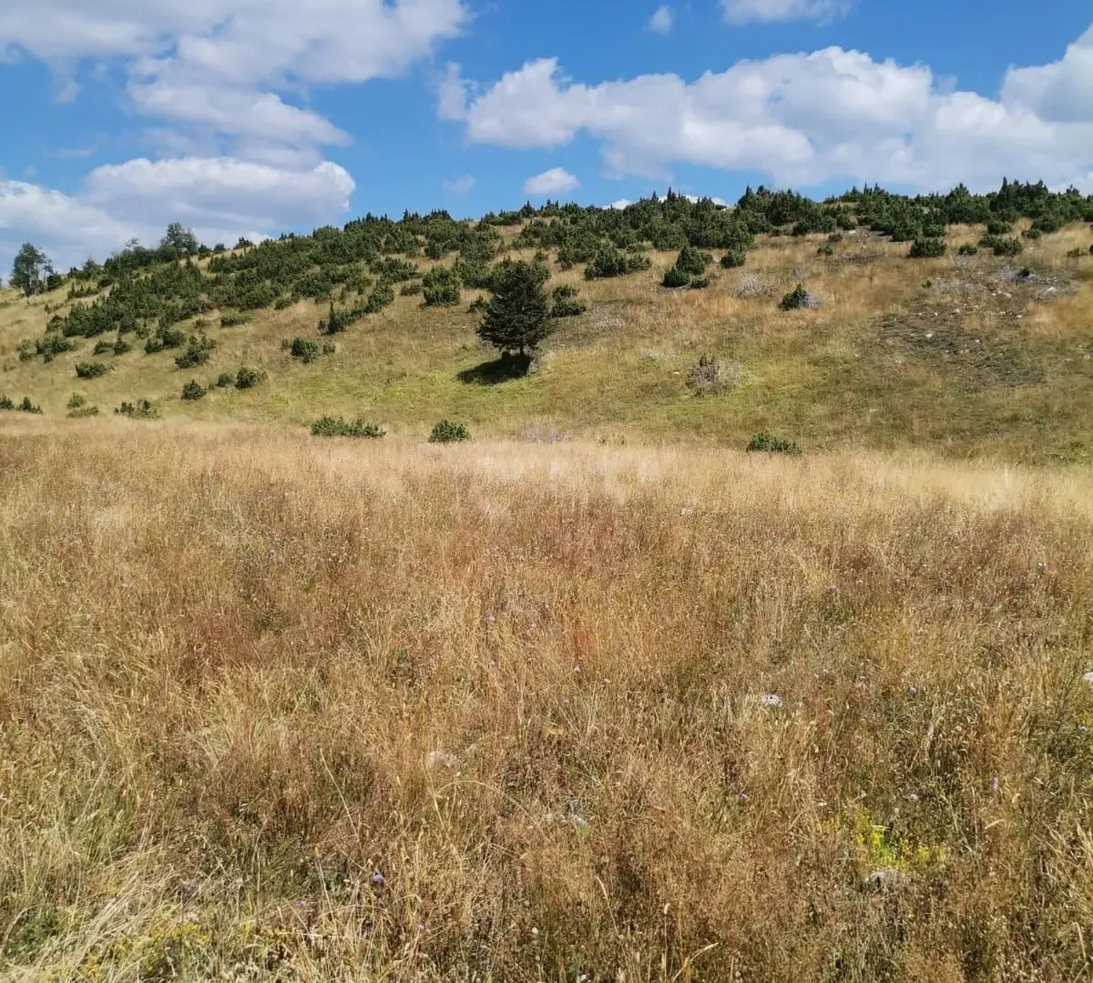 Prodaja, plac, 36000m², Žabljak, Crna Gora