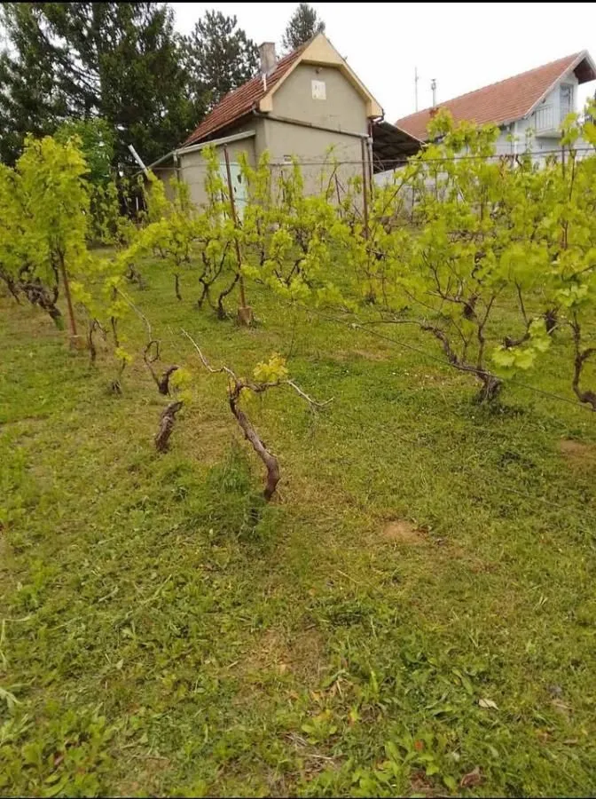 Prodaja, kuća, 24m², Čortanovci, Inđija