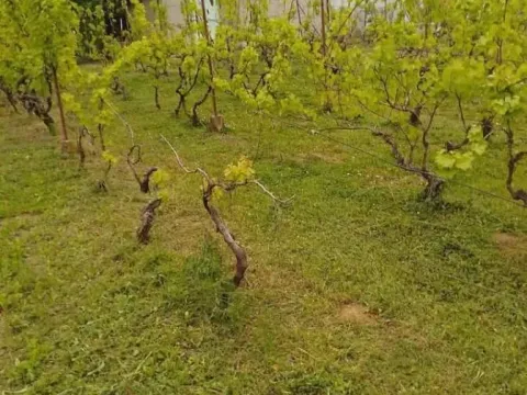 Prodaja, kuća, 24m², Čortanovci, Inđija - image 3