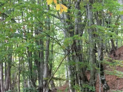 Prodaja, plac, 45233m², Kolašin, Crna Gora - image 2